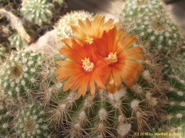 Parodia spec.